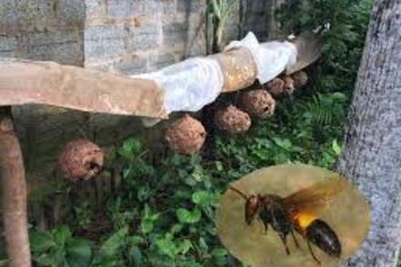 Khuyến cáo người dân phòng tránh để ong vò vẽ đốt