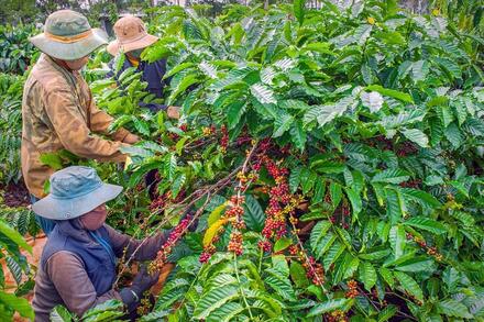 Giá nông sản hôm nay 19/9: Mất gần 5.000 đồng/kg chỉ trong một đêm