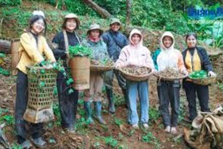 Người phụ nữ khởi xướng phát triển các loại dược liệu cho quê hương