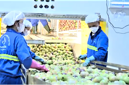 Chanh leo Việt Nam hướng đến ngành hàng xuất khẩu tỷ đô