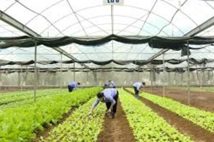 Ninh Bình phát triển kinh tế nông nghiệp theo hướng hiện đại