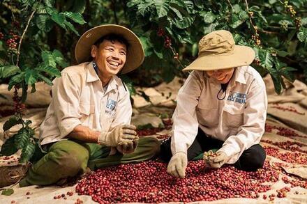 Giá cà phê hôm nay 15/1: Đắk Lắk tăng lên 98.400 đồng/kg, thị trường thế giới diễn biến phân hóa