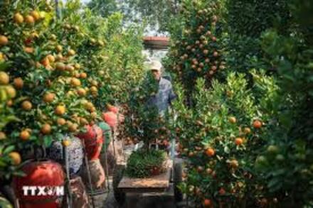 Quất cảnh Tứ Liên – "di sản" xanh của Tết Việt