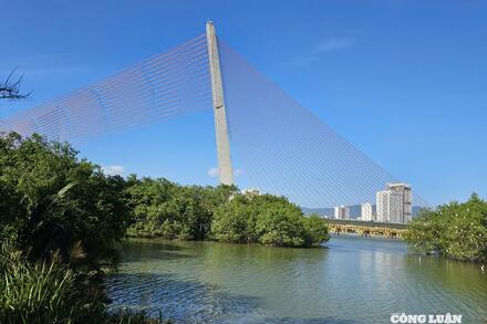 Đà Nẵng: Ngắm đàn cò hàng trăm con về đậu trắng bãi bồi ven sông Hàn