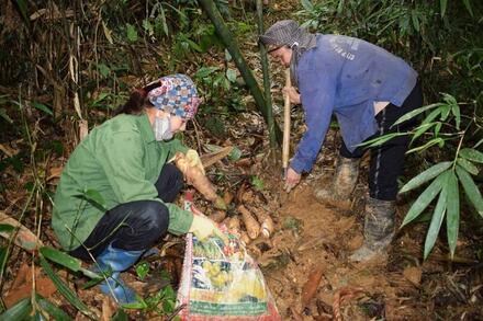 Vùng quê Sơn La bên chân đèo Lũng Lô tất bật mùa thu hoạch măng