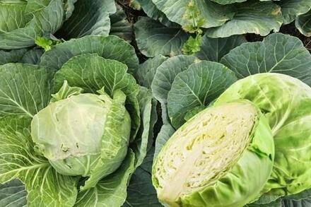 Ăn bắp cải đúng cách giúp người tiểu đường kiểm soát đường huyết hiệu quả