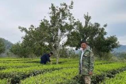 Phát triển sinh kế từ mô hình nông, lâm nghiệp kết hợp du lịch cộng đồng