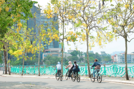 Hoa muồng Hoàng Yến ‘đua nhau’ khoe sắc vàng rực rỡ giữa trời Thủ đô