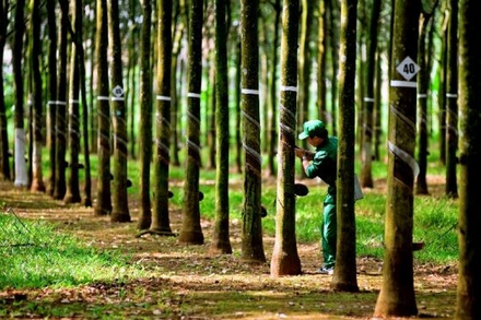 Cao su Tây Ninh (TRC) dự chi 90 tỷ đồng để chốt trả cổ tức 30%, GVR nhận về 54 tỷ đồng
