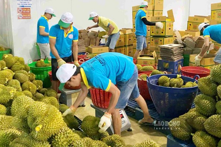 Doanh nghiệp, hợp tác xã Lâm Đồng khắc phục khó khăn, khôi phục xuất khẩu sầu riêng