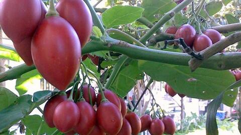 Cà chua thân gỗ có giá nửa triệu đồng/kg nhưng vẫn hút khách