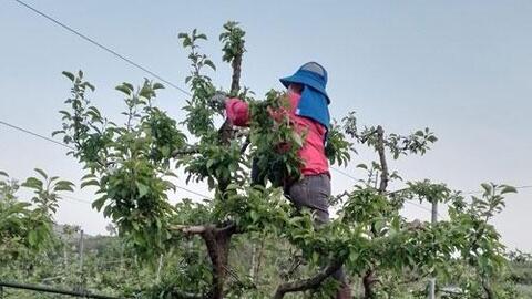 4 lao động thời vụ bỏ trốn tại Hàn Quốc: Để lại nhiều hệ lụy