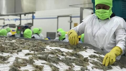 Xuất khẩu tôm của Ecuador năm 2023 dự kiến tăng 15%