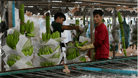 Campuchia: Xuất khẩu nông sản đạt 3.2 tỷ USD trong 9 tháng đầu năm