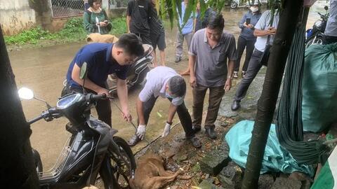 Thêm 2 trẻ em ở Đồng Nai bị chó dại cắn