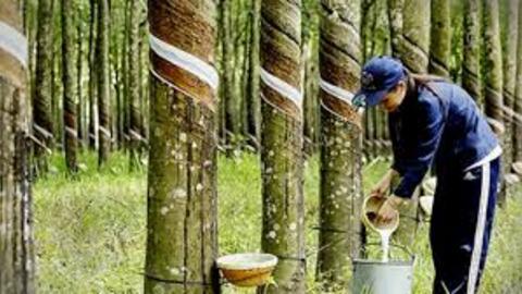 Doanh nghiệp cao su thận trọng trong mục tiêu năm 2024