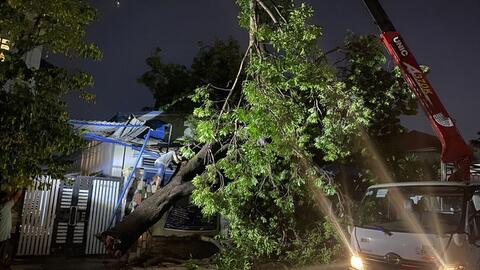 Bình Dương dọn dẹp cây ngã đổ sau trận mưa lớn kèm giông lốc