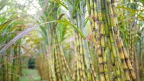 Mía đường Cao Bằng chốt quyền chia cổ tức 3,000 đồng/cp