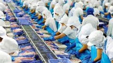 Tồn kho tại Mỹ thấp, “nữ hoàng cá tra” VHC rộng cửa về đích?