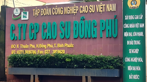 Doanh thu Cao su Đồng Phú lên cao nhất 10 năm nhờ giá bán mủ cao su tăng mạnh