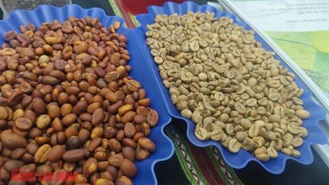 Giá cà phê hôm nay 7-3: Sụp chóng vánh
