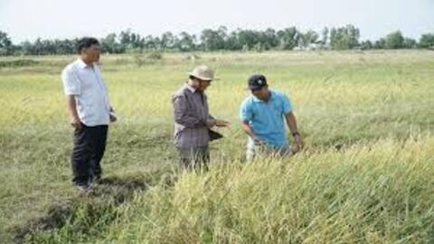 Hội Lương thực Việt Nam: Thị trường lúa gạo sẽ sớm sôi động trở lại