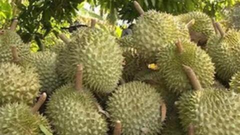 Xuất khẩu rau quả cả nước giảm 3 tháng liên tiếp