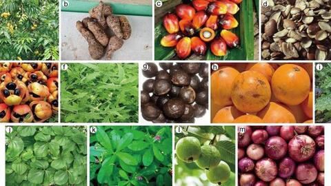Loại cây ăn quả quen thuộc ở Việt Nam chứa chất chống ung thư