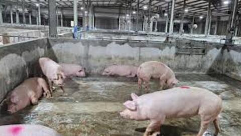 <a href="/thi-truong" title="Thị trường" rel="dofollow">Thị trường</a>