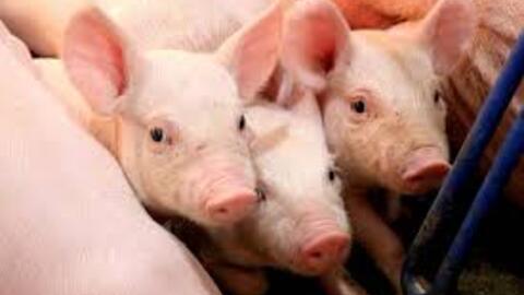 <a href="/thi-truong" title="Thị trường" rel="dofollow">Thị trường</a>