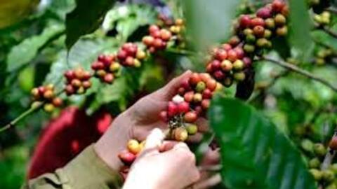 Giá cà phê hôm nay 19/11/2025: Sắc xanh trở lại, phục hồi trong và ngoài nước