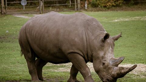 Singapore thu giữ lượng sừng tê giác lậu lớn kỷ lục