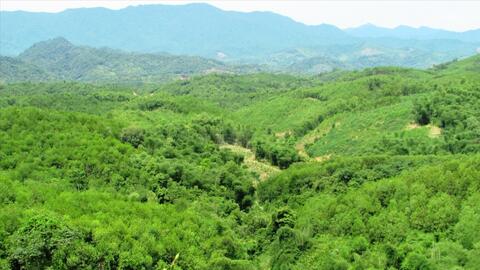 Nghệ An tăng tốc tham gia thị trường các-bon rừng, mở hướng đi mới cho kinh tế lâm nghiệp