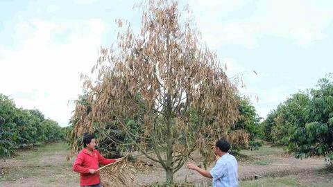 Sầu riêng chết hàng loạt sau lũ, nhiều hộ dân ven sông Đồng Nai ở Lâm Đồng mất tiền tỉ