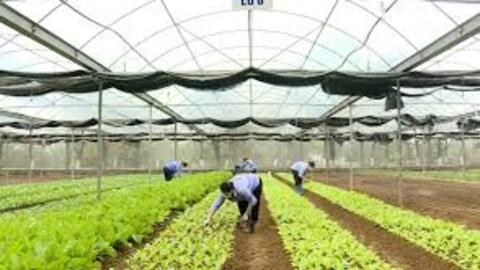 Ninh Bình phát triển kinh tế nông nghiệp theo hướng hiện đại