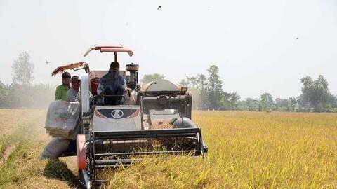 Giá gạo hôm nay 5/1: Thị trường ổn định, gạo xuất khẩu giữ mức 440 USD/tấn