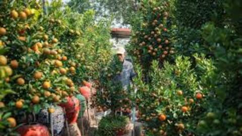 Quất cảnh Tứ Liên – "di sản" xanh của Tết Việt