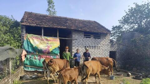 Thất lạc đàn bò trị giá trăm triệu đồng, người đàn ông rơi nước mắt khi nhận được cuộc gọi lạ