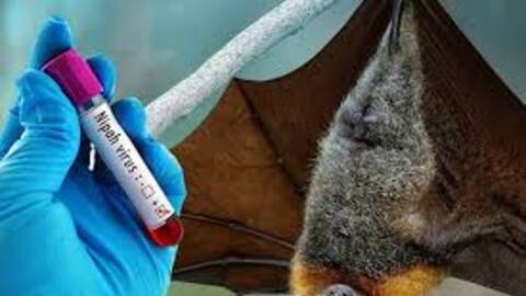 Kịp thời phát hiện các trường hợp nghi ngờ mắc bệnh do virus Nipah ngay tại các cửa khẩu