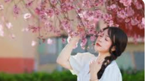 Quảng bá vẻ đẹp con người, cảnh quan Đà Lạt qua sắc hoa Mai anh đào ​