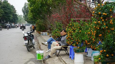 Đào bung nở sớm, tiểu thương vứt bỏ cành chỏng chơ hè phố