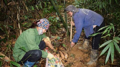 Vùng quê Sơn La bên chân đèo Lũng Lô tất bật mùa thu hoạch măng