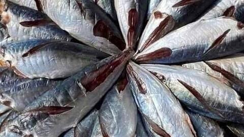 Bổ sung omega-3 từ cá nục bằng chế biến đúng cách