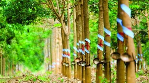 Một doanh nghiệp đặt mục tiêu lợi nhuận năm 2026 tăng hơn 150% so với năm trước nhờ khoản tiền đền bù từ công ty thành viên của THACO