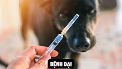 Tiêm vaccine phòng bệnh và không thả rông chó, mèo để kiểm soát bệnh dại