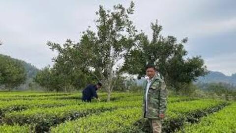 Phát triển sinh kế từ mô hình nông, lâm nghiệp kết hợp du lịch cộng đồng