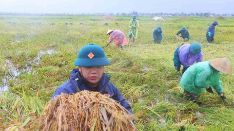 Dông lốc quật đổ hàng nghìn hecta lúa, nông dân Hà Tĩnh còng lưng gặt thủ công