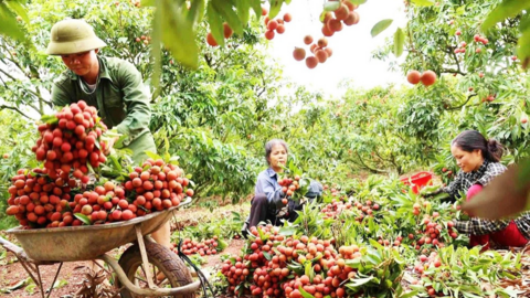 Bắc Ninh phát động cuộc thi quảng bá vải thiều trên nền tảng số, tổng giải thưởng 39 triệu đồng