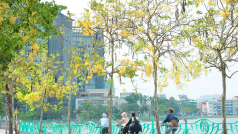Hoa muồng Hoàng Yến ‘đua nhau’ khoe sắc vàng rực rỡ giữa trời Thủ đô