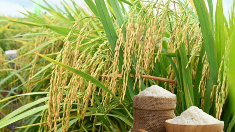 Giá lúa gạo hôm nay ngày 1/7: Gạo thơm Jasmine tăng 1.000 đồng/kg